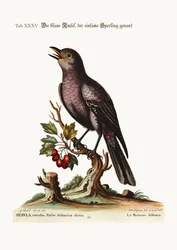 Der einsame Spatz, 1749-73